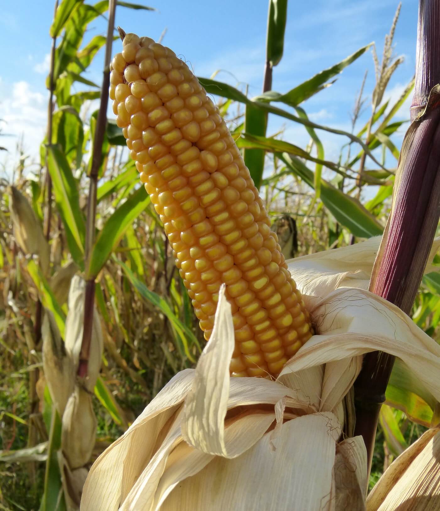 Dent Corn Puts a Dent in Our Health • Insteading