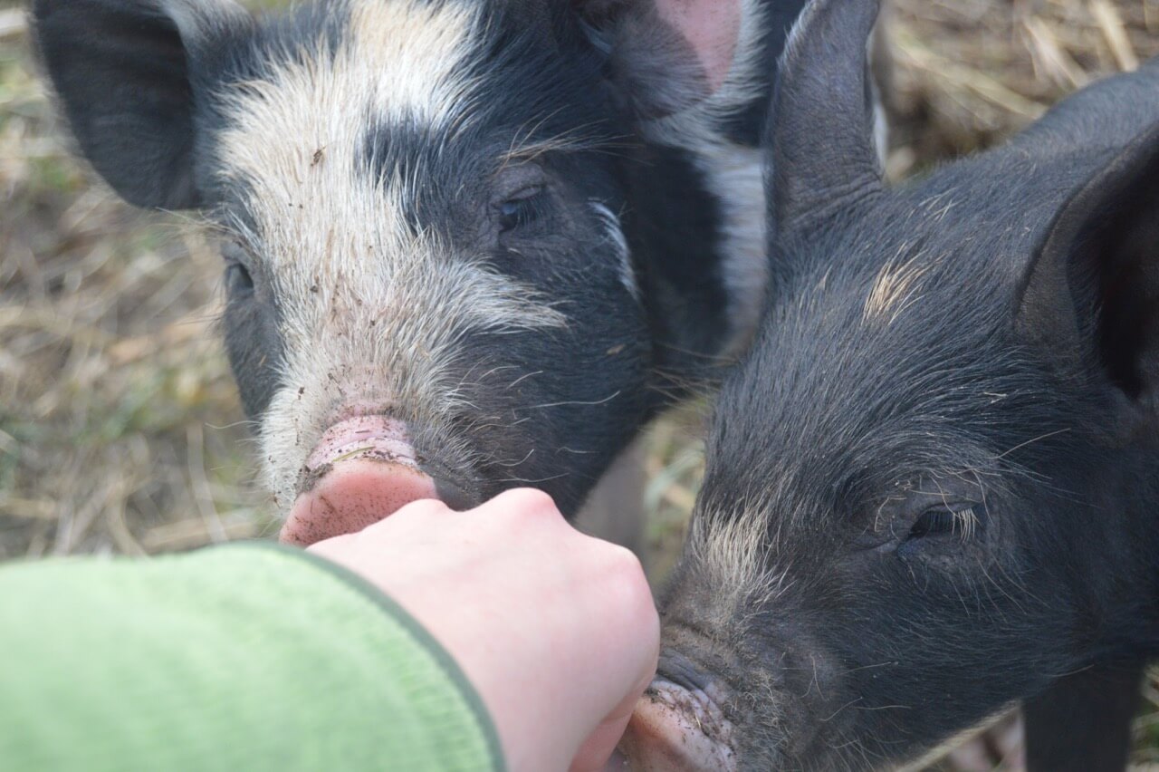 How To Raise Pigs • Insteading