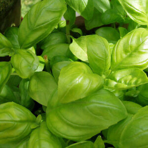 bunches of basil