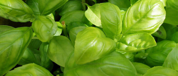 bunches of basil