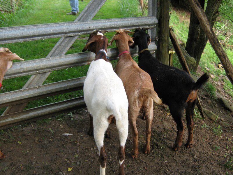 goats standing at a fence ready to work