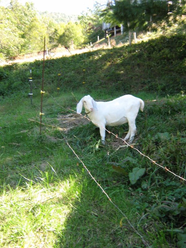 a goat standing at a fence