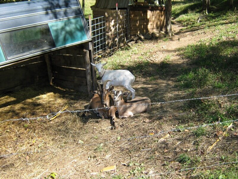 goats near shelter