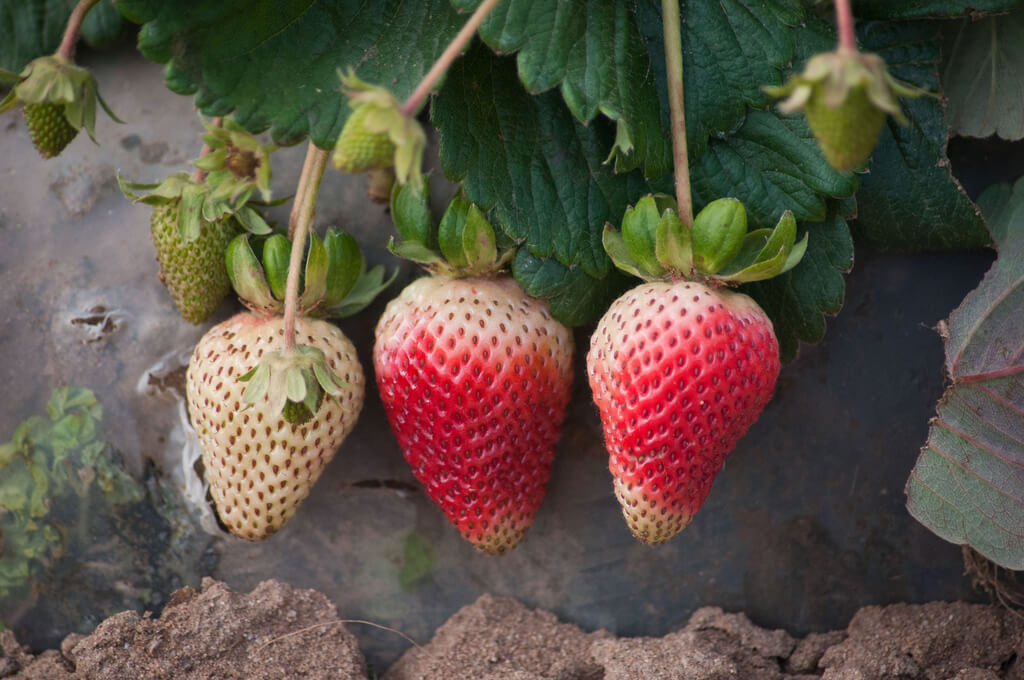 Strawberry companion plants information