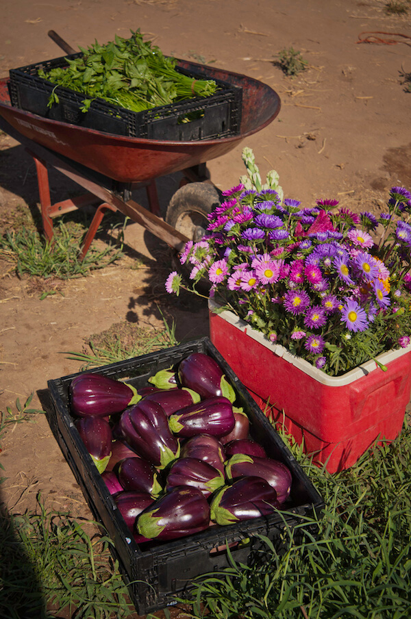 Companion Planting For Eggplant • Insteading