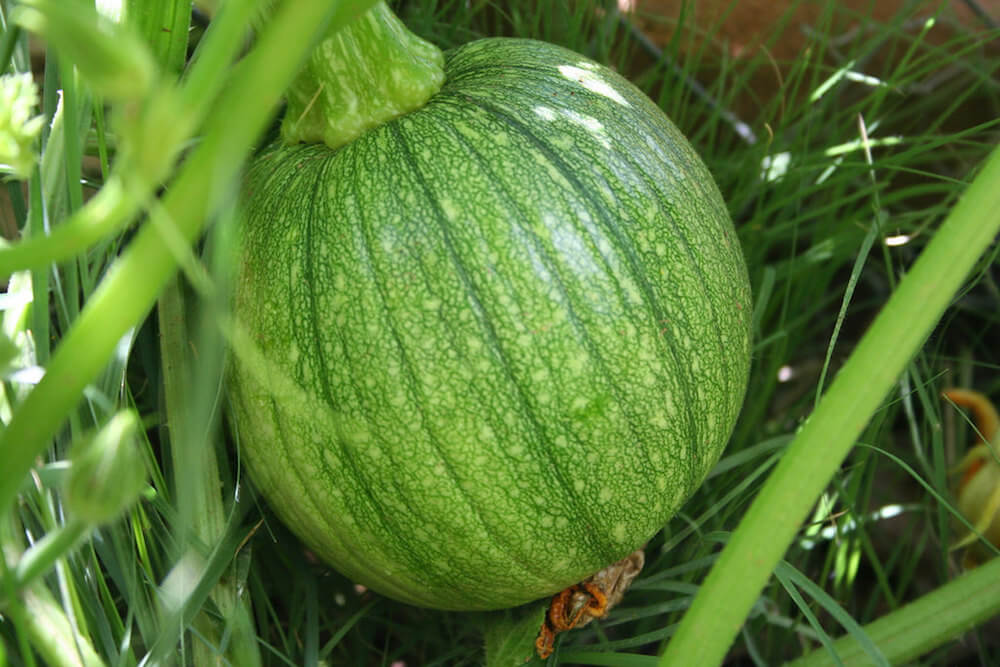 Companion Planting For Melons • Insteading