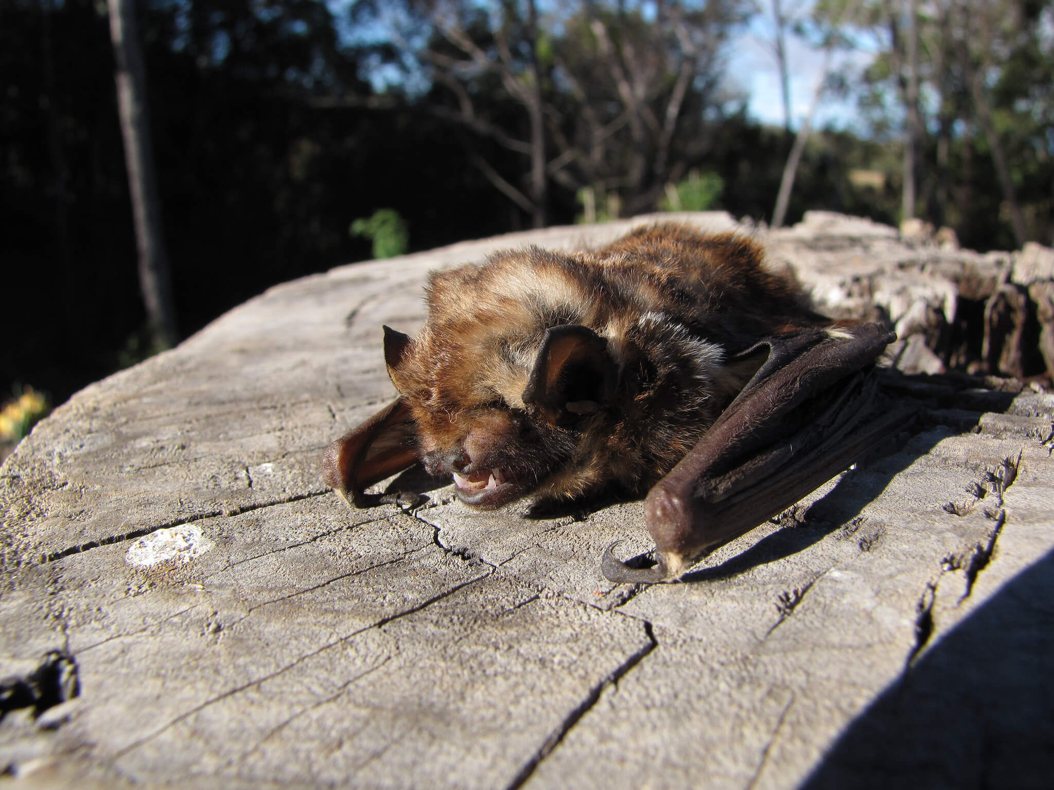 Bats Benefit The Environment—And Your Homestead • Insteading
