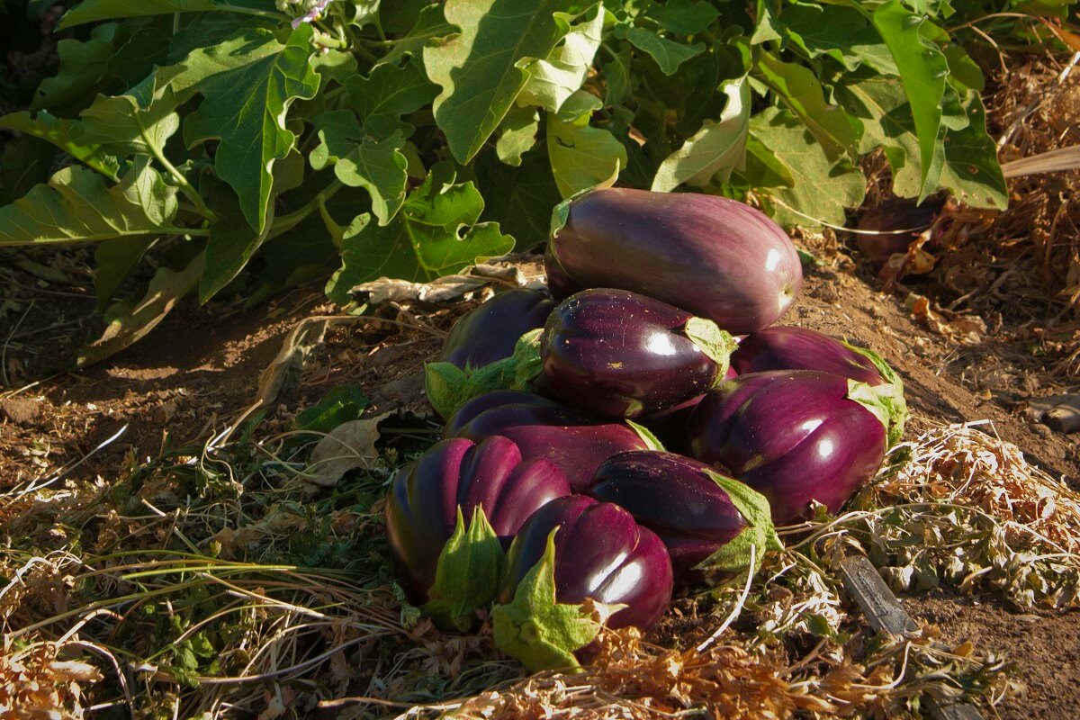 are beans good for chickens