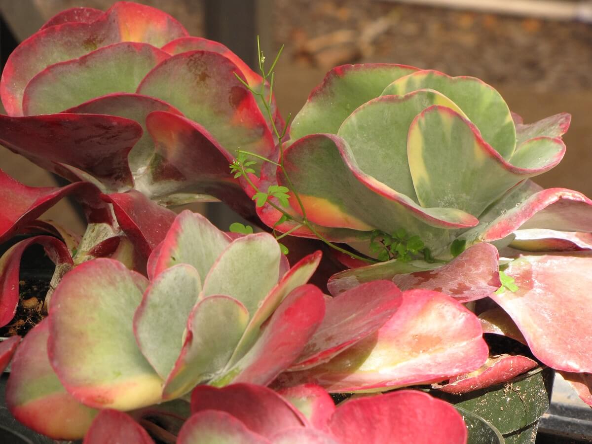 succulent that looks like eyes