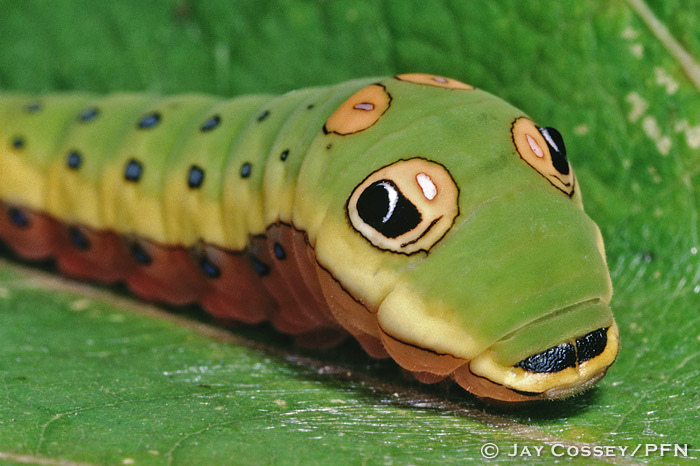 Гусеница с глазами. Papilio Troilus гусеница. Гусеница бабочки Spicebush Swallowtail. Papilio Troilus гусеница глаза. Гусеница бабочки Papilio Troilus бабочка.